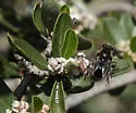 Brachypalpus cyanella