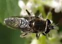 Brachypalpus cyanella - photo 4