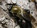 Brachypalpus cyanogaster