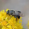 Brachypalpus femorata - photo 4