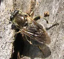 Brachypalpus oarus - Brachypalpus oarus