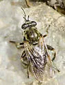 Brachypalpus oarus - photo 2