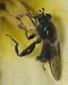 Brachypalpus oarus - photo 3