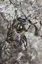 Brachypalpus oarus - photo 4