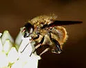 Southern Californian Species