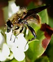 Southern Californian Species - photo 2