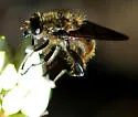 Southern Californian Species - photo 4