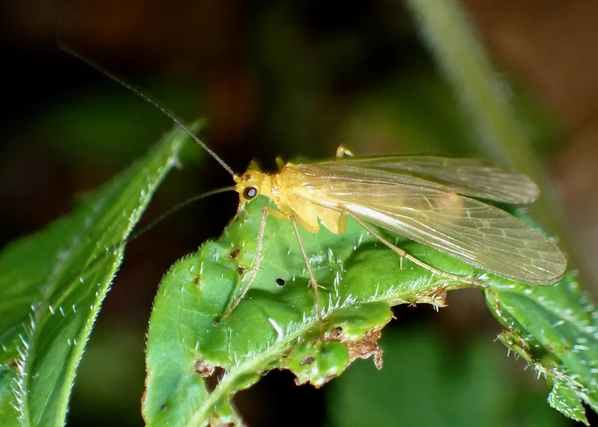 Brachypanorpa carolinensis