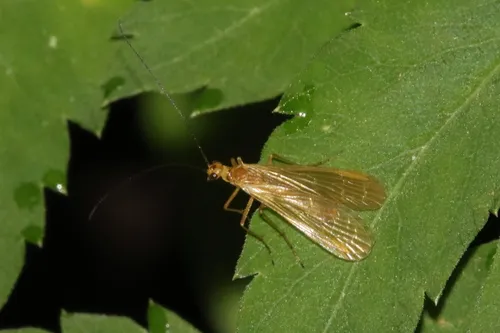 Brachypanorpa jeffersoni