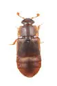 Brachypeplus basalis