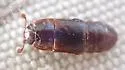 Brachypeplus basalis - photo 2