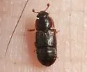Brachypeplus basalis - photo 3