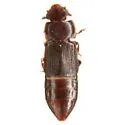 Brachypeplus habecki