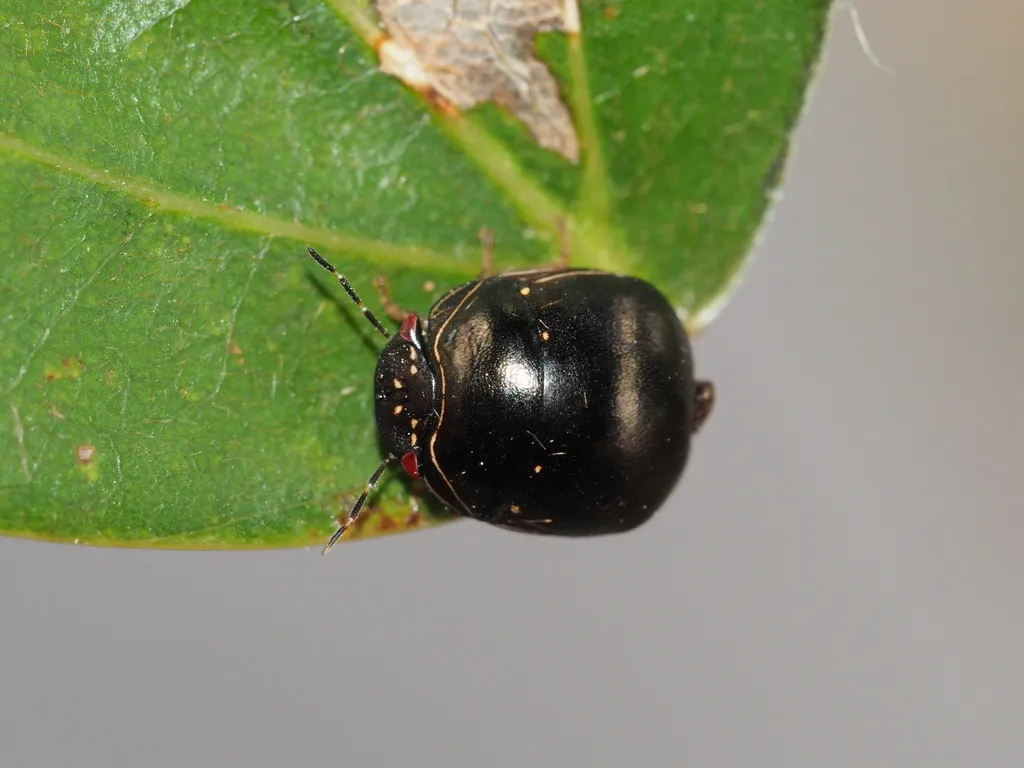 Brachyplatys punctipes - photo 2