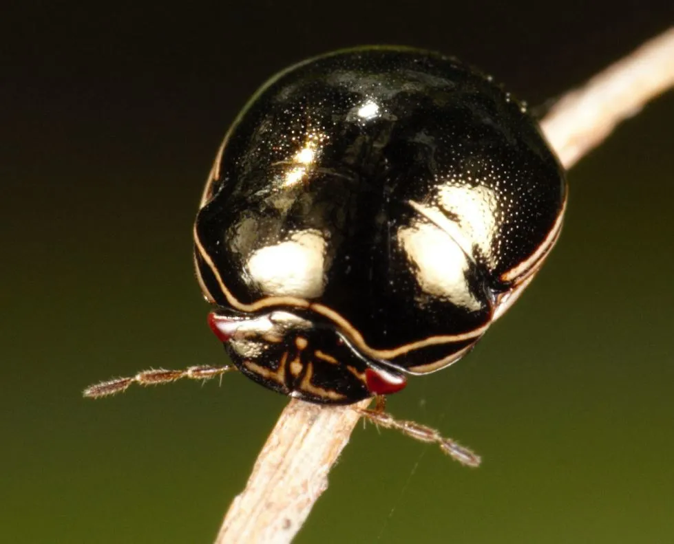 Black Bean Bug