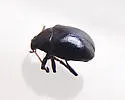 Brachypnoea clypealis - photo 4