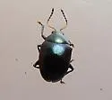 Brachypnoea clypealis - photo 5