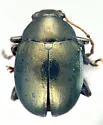 Brachypnoea convexa
