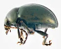 Brachypnoea convexa - photo 2