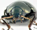 Brachypnoea convexa - photo 3