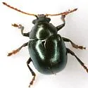 Brachypnoea convexa - photo 4
