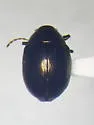 Brachypnoea convexa - photo 5