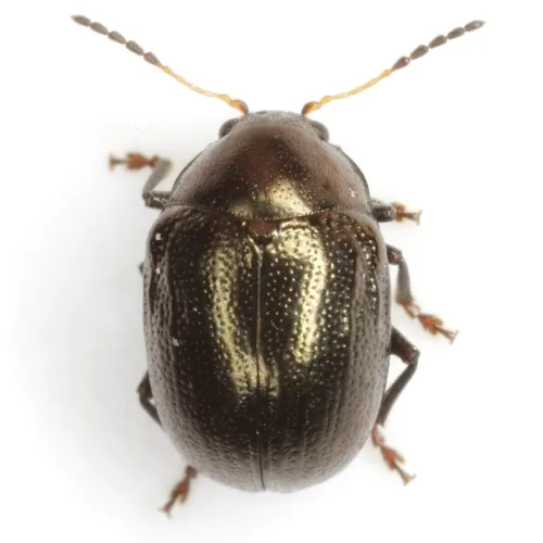 Texas Live Oak Leaf Beetle