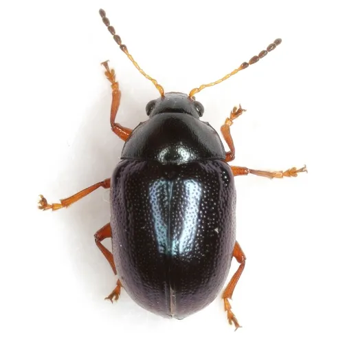 Texas Live Oak Leaf Beetle - photo 2