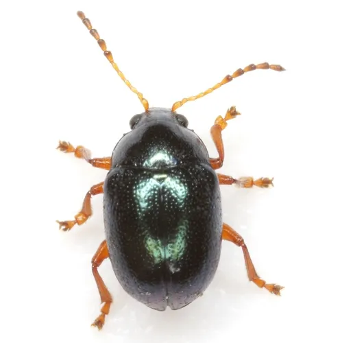 Texas Live Oak Leaf Beetle - photo 4