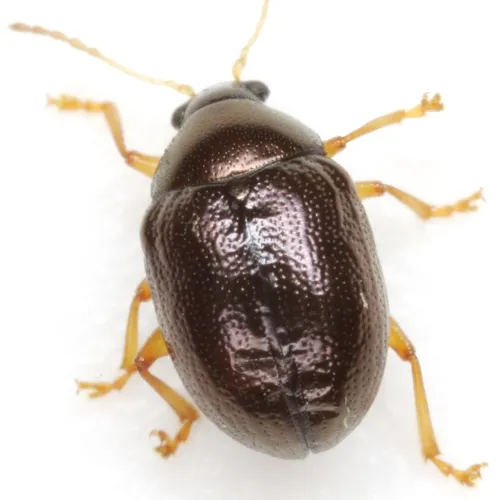 Texas Live Oak Leaf Beetle - photo 5