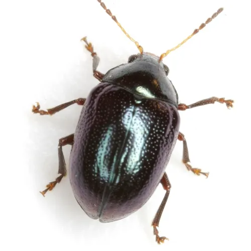 Texas Live Oak Leaf Beetle - photo 6