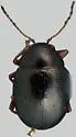 Brachypnoea margaretae