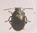 Brachypnoea margaretae - photo 2