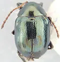 Brachypnoea margaretae - photo 3