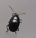 Brachypnoea margaretae - photo 4