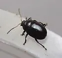 Brachypnoea margaretae - photo 5