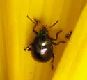 Rose Leaf Beetle