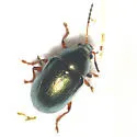 Rose Leaf Beetle - photo 2