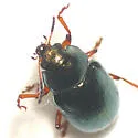 Rose Leaf Beetle - photo 3
