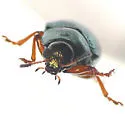 Rose Leaf Beetle - photo 4