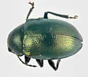 Rose Leaf Beetle - photo 5