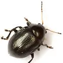 Brachypnoea rotundicollis