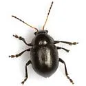 Brachypnoea rotundicollis - photo 2