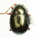 Brachypnoea rotundicollis - photo 3