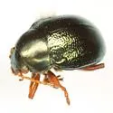 Brachypnoea rotundicollis - photo 4