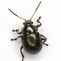Brachypnoea rotundicollis - photo 5