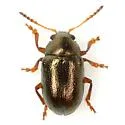Brachypnoea texana