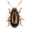 Brachypnoea texana - photo 2