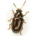 Brachypnoea texana - photo 3