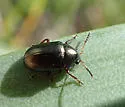 Brachypnoea texana - photo 4